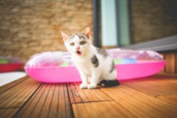 良心好文:一万字教你如何在美国购买二手车—— 美国买车入门级教程